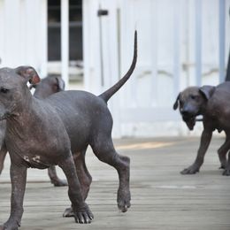 Xoloitzcuintli puppies from Xolos Mucino