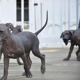 Xoloitzcuintli puppies from Xolos Mucino