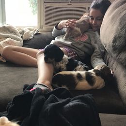 Dachshund Puppies from Alpine Meadow Dachshunds