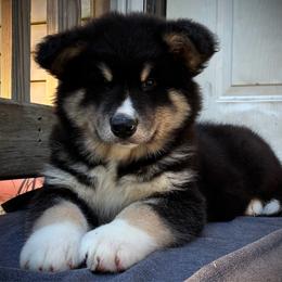 Finlay - Black and white male Alaskan Malamute puppy in Michigan from Warrior’s Legacy Alaskan Malamutes