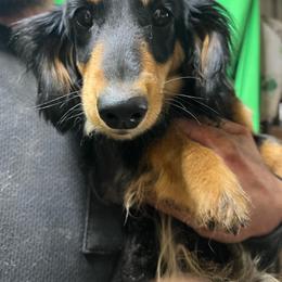 Frenchie - Dachshund