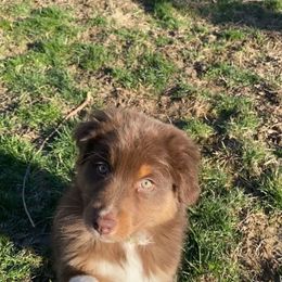 Australian Shepherd Puppies from Burdock Hill Australian Shepherds