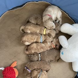 Goldendoodle Puppies from Angel’s Goldendoodle Pups