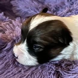 Cashew - Sable female Pembroke Welsh Corgi puppy in Lima, New York from Hickory Springs Corgis