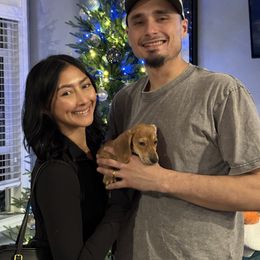 Tigress - Brindle female Dachshund puppy in Temecula, California from Naomi Magee's Dachshund Kennel