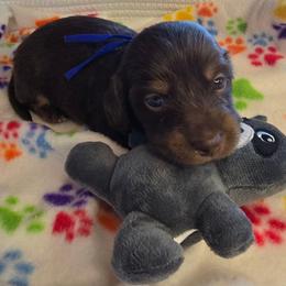 Rolo - Chocolate and tan male Dachshund puppy in Tucson, Arizona from Joplin's Hippo House