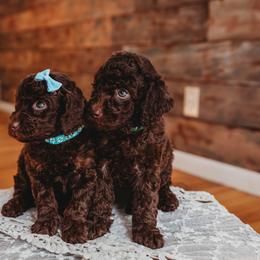 Bernedoodle and Poodle Puppies from Miranda’s Sunshine Poodles and Doodles