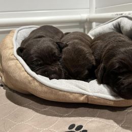 Labrador Retriever Puppies from Northern Woods Labs