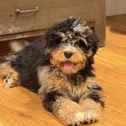 Bernedoodle Puppies from Mountainside Puppies