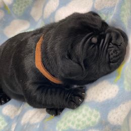 Cane Corso Puppies from Killing Joke Cane Corsos