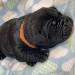 Cane Corso Puppies from Killing Joke Cane Corsos