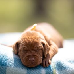 German Shorthaired Pointer and Vizsla Puppies from Nosam Kennels- Hungarian Vizslas, and German Shorthairs Located in Kentucky