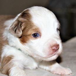 WREN - Red merle Miniature Australian Shepherd puppy in Omak, Washington from Willow Flats Kennels
