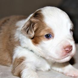 WREN - Red merle Miniature Australian Shepherd puppy in Omak, Washington from Willow Flats Kennels