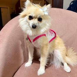 Cici - Pomeranian