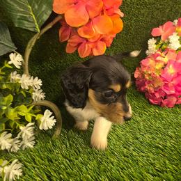 Cookie - Piebald female Dachshund puppy in Buckeye, Arizona from Duran Dachshunds