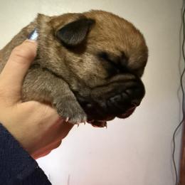 Boy 4 - Red male Cane Corso puppy in Sandia, Texas from OneTime Cane Corso