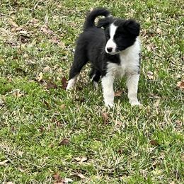 Border Collie Puppies from Patricia Goodwin
