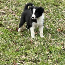 Border Collie Puppies from Patricia Goodwin
