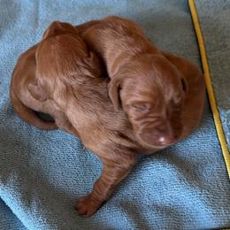 Boy 1 - Golden rust male Vizsla puppy in Albany, Texas from Big Country Kennels
