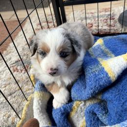Tilly - Blue merle female Miniature Australian Shepherd puppy in Friend, Nebraska from Mid-Plains Mini Aussies