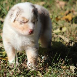 Crimson - Red merle female Australian Shepherd puppy in Granville, Ohio from River Trails Aussies