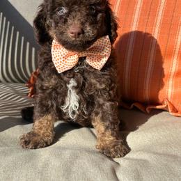 Boy 3 - Phantom male Poodle puppy in Flint, Michigan from Anytime Doodles