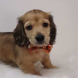 Boy 1 - Cream Dachshund puppy in Murfreesboro, Tennessee from Kimbrie's Dream Cream Doxies