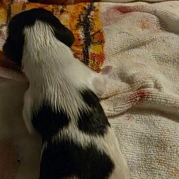 Boy 4 - Red and white male Shih Tzu puppy in Denison, Texas from Lotus Kennels