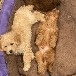 Poodle Puppies from Alstartoypoodle