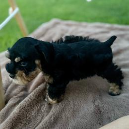 AKC Red collar Black and Tan - Black and silver male Miniature Schnauzer puppy in Calhoun, Georgia from The BrickHouse Miniature Schnauzers