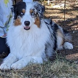 Australian Shepherds from Lewis' Australian Shepherds