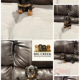 Cleo - Black and tan female Dachshund puppy in Durant, Oklahoma from Big Creek Mini Dachshund