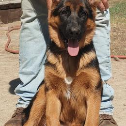 German Shepherd and Golden Retriever Puppies from Abbeys Golden Retriever  and German Shepherd Puppies