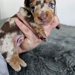 Chocolate and tan dapple male - Chocolate and tan male Dachshund puppy in Belle Rive, Illinois from Akin's Miniature Dachshunds, LLC