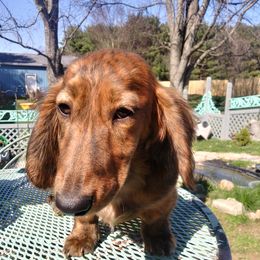 Winnie - Dachshund