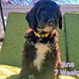 Aussiedoodle Puppies from Color Country Doodles