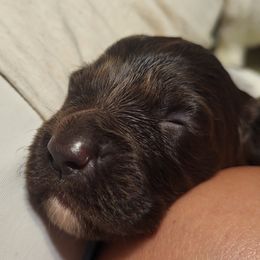 Kleine Munsterlander Puppies from Prairie State Kennel