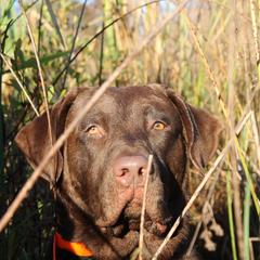 Chesapeake Bay Retrievers from Dead Stream Kennel