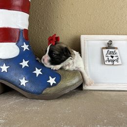 Mr Red Collar - male Mal-Shi puppy in Poolville, Texas from Tx Pups