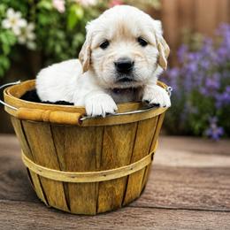 Girl 3 Lily - Light golden female Golden Retriever puppy in Angier, North Carolina from Howard's Retrievers