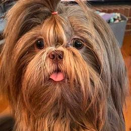 Dream - Shih Tzu
