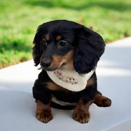 Suki - Black and tan female Dachshund puppy in Sauk Village, Illinois from Midwest Timberland Pups