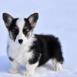 Buddy - Black and tan male Pembroke Welsh Corgi puppy in Gober, Texas from Trigger Time Kennels