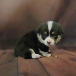 Blue collar - Black and tan male Pembroke Welsh Corgi puppy in Grass Valley, California from Triple M Ranch Corgi's