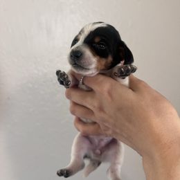 Olive - Piebald female Dachshund puppy in Conroe, Texas from R&M Dachshunds