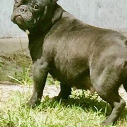 Bulldogs and French Bulldogs from Romanov’s  Bulldogs