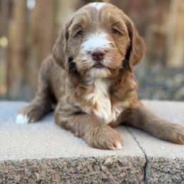 Slider - Red  male Goldendoodle puppy in Twin Falls, Idaho from Magic Valley Family Doodles