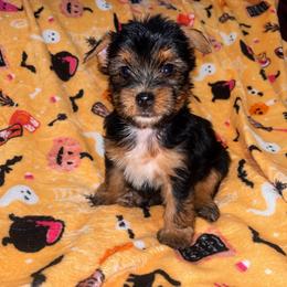 Nemo - Black and tan male Yorkshire Terrier puppy in Gastonia, North Carolina from Banks Dynasty Kennel