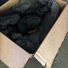 Boy 2 - Blue and gold male Yorkshire Terrier puppy in Marion, Indiana from Brandon's Yorkshire Terriers